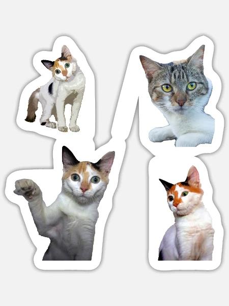 Packung Aufkleber Coole und niedliche Katzenkatzen - Sticker Größe S (10 x 10 cm) - Mattweiß