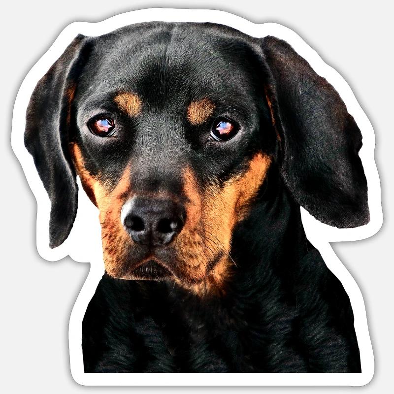 Austrian Brachet - Sticker size S (10 x 10 cm) - white matte