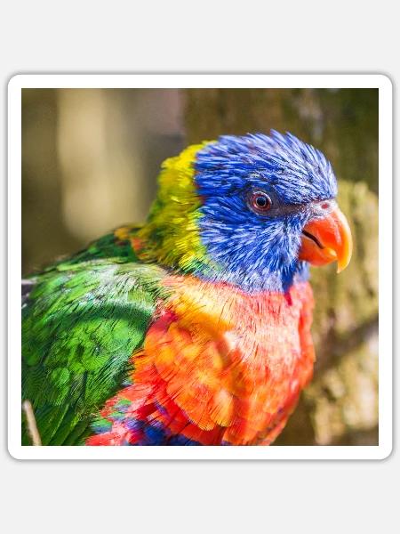 Regenbogenloris (Allfarblori, Trichoglossus) - Sticker Größe S (10 x 10 cm) - Mattweiß