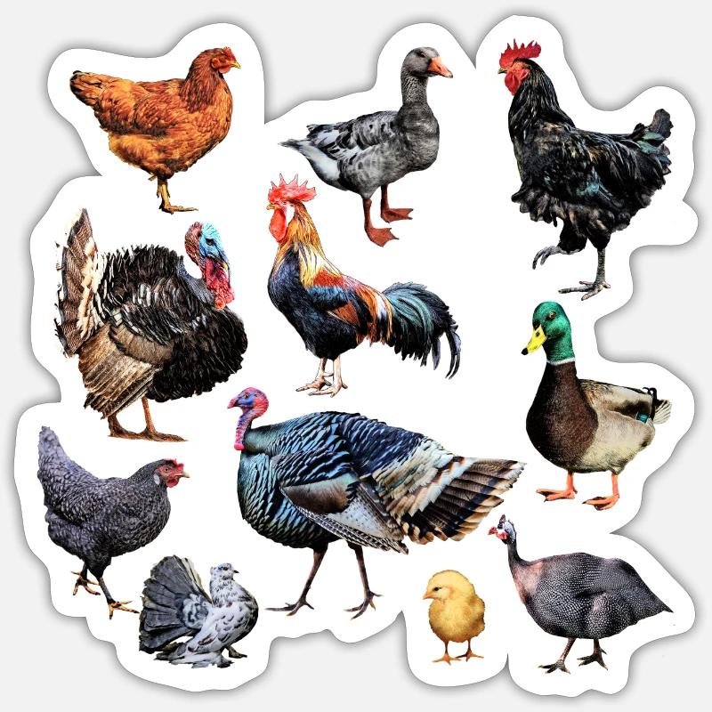 Basse cour 4 - Sticker taille S (10 x 10 cm) - blanc mat