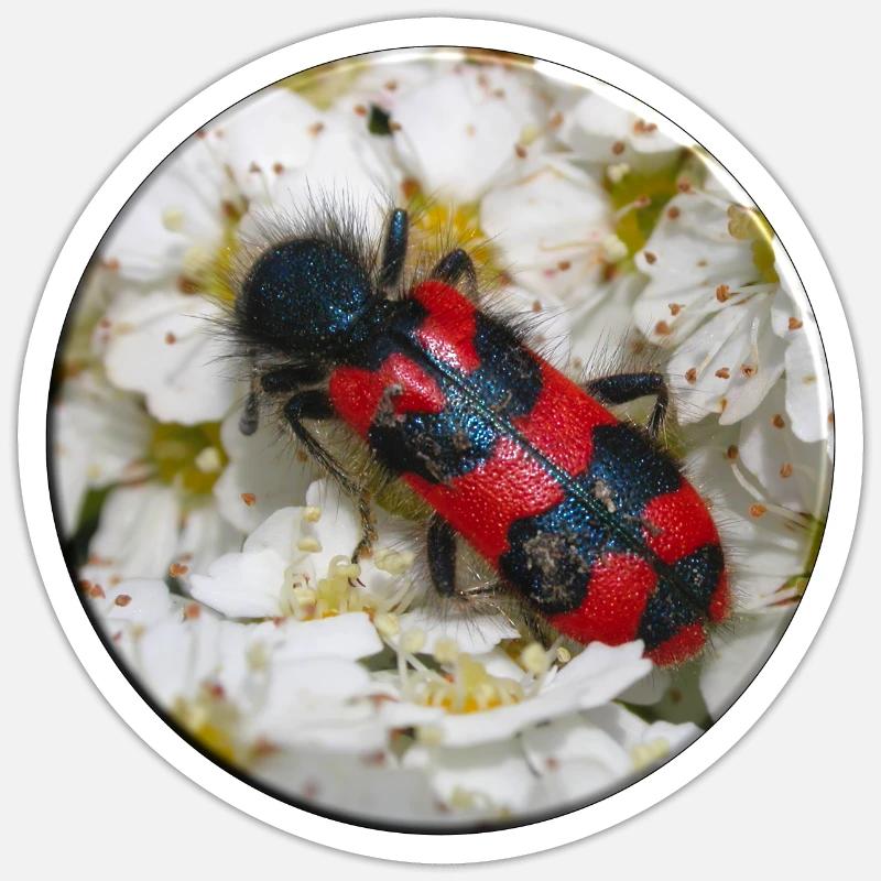 Der Bienenkäfer oder Bienenwolf - Sticker Größe S (10 x 10 cm) - Mattweiß