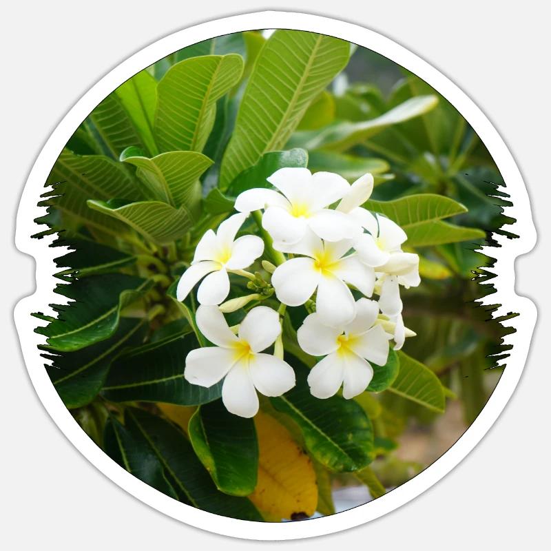 Tarra koko S (10 x 10 cm) - 