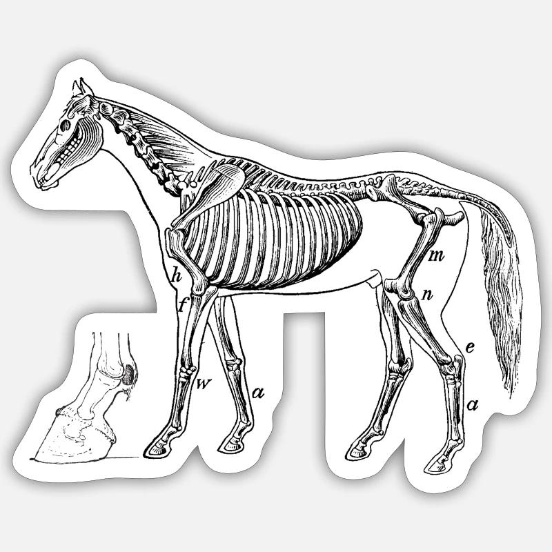 anatomie Pferd - Sticker Größe S (10 x 10 cm) - Mattweiß