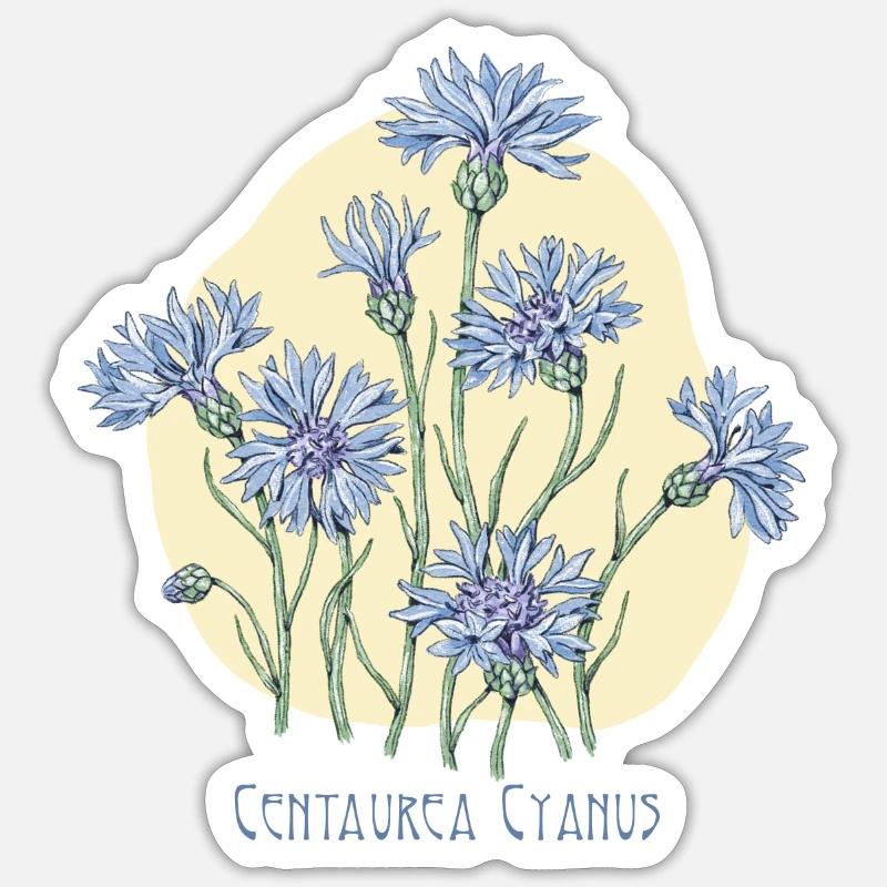 cornflower, botanical drawing - Sticker size S (10 x 10 cm) - white matte
