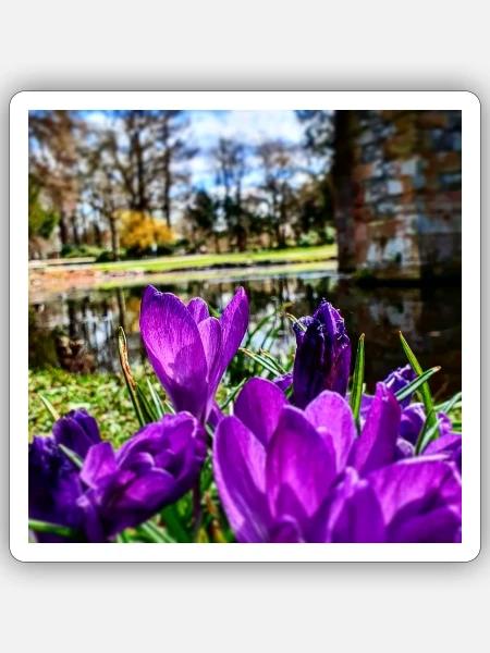 Purple Flower - Sticker Größe S (10 x 10 cm) - Mattweiß