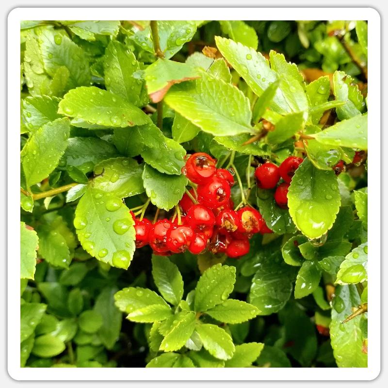 Épine de feu méditerranéenne / Pyracantha coccinea - Sticker taille S (10 x 10 cm) - blanc mat