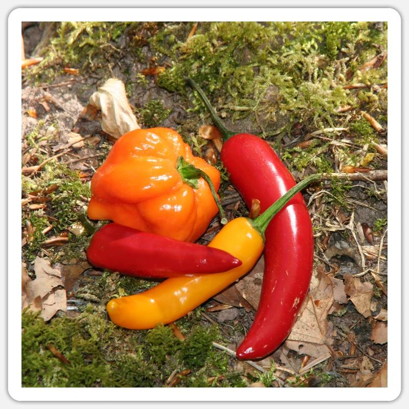 Farbenfrohe CHILI’s - Sticker Größe S (10 x 10 cm) - Mattweiß