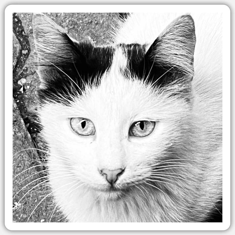 Chat mignon - Sticker taille S (10 x 10 cm) - blanc mat