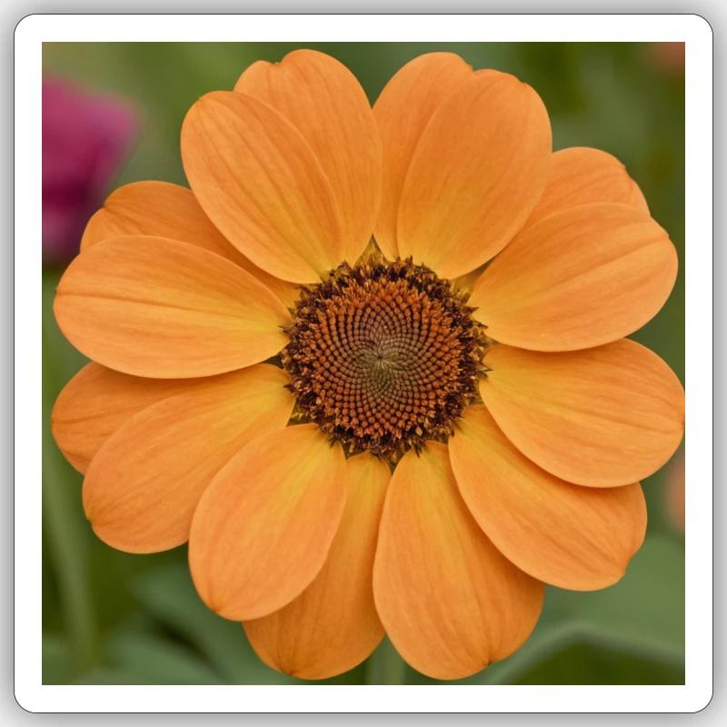 Fleur de Fibonacci - Sticker taille S (10 x 10 cm) - blanc mat