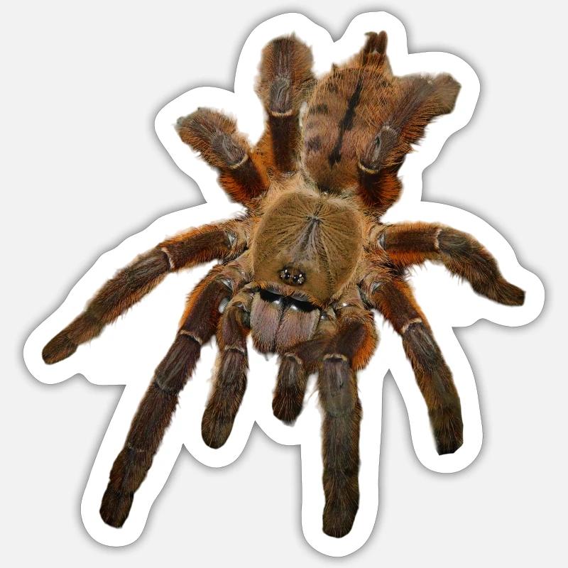 Vogelspinne - Phormingochilus rufus - Sticker Größe S (10 x 10 cm) - Mattweiß