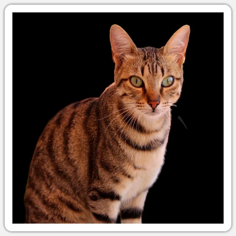 Chat chat chaton doux - Sticker taille S (10 x 10 cm) - blanc mat