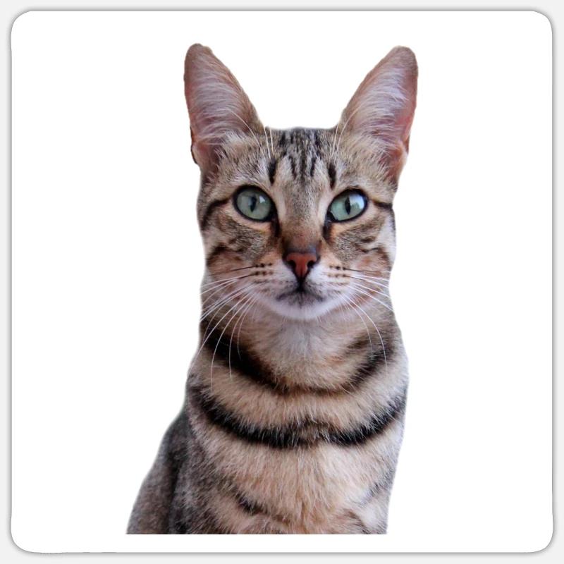 Chat chat chaton doux - Sticker taille S (10 x 10 cm) - blanc mat