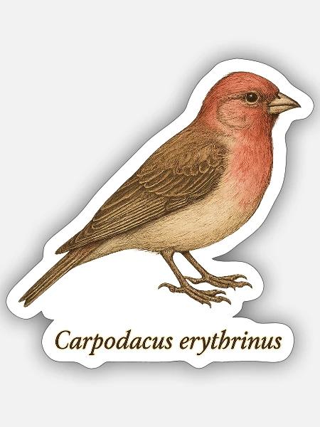 Karmingimpel - Vintage Illustration - Sticker Größe S (10 x 10 cm) - Mattweiß