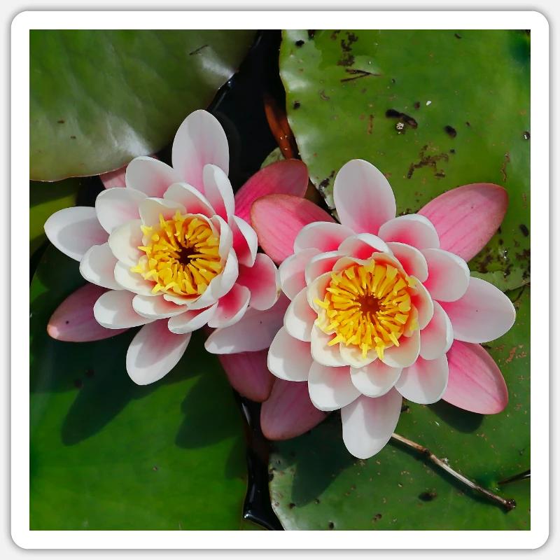 Nénuphars fleurs dans l’eau - Sticker taille S (10 x 10 cm) - blanc mat