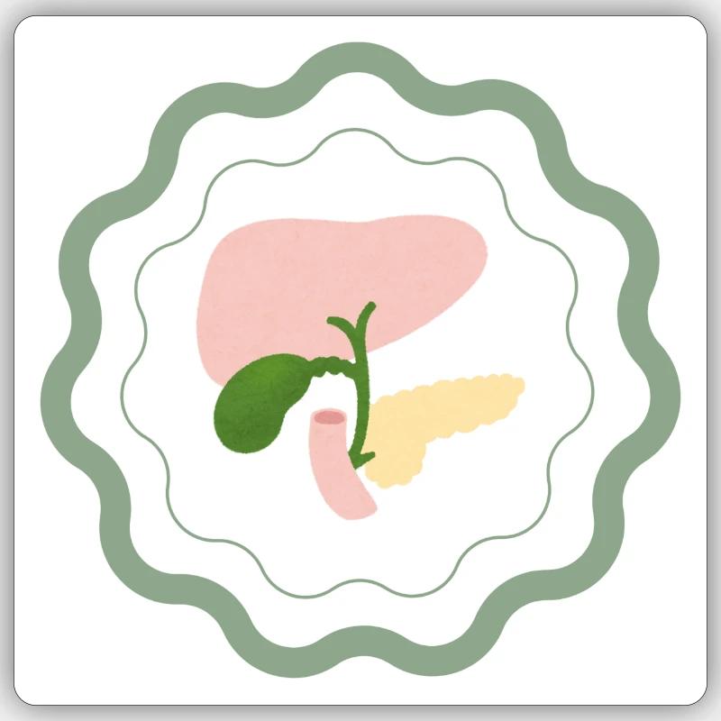 Modèle anatomique Sticker taille S (10 x 10 cm)
