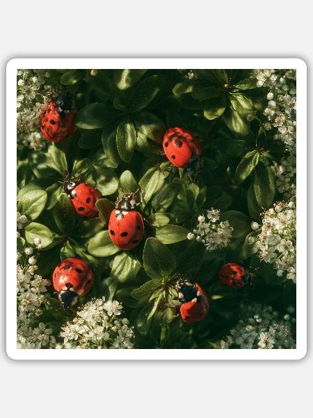 Marienkäfer auf Blütenblättern - Sticker Größe S (10 x 10 cm) - Mattweiß
