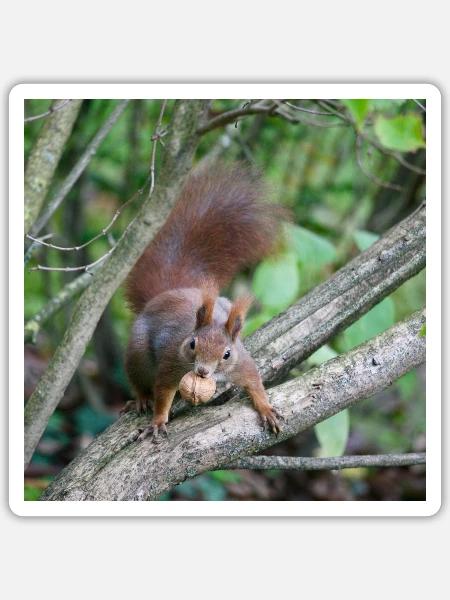 Eichhörnchen am Ast mit Nuss - Sticker Größe S (10 x 10 cm) - Mattweiß