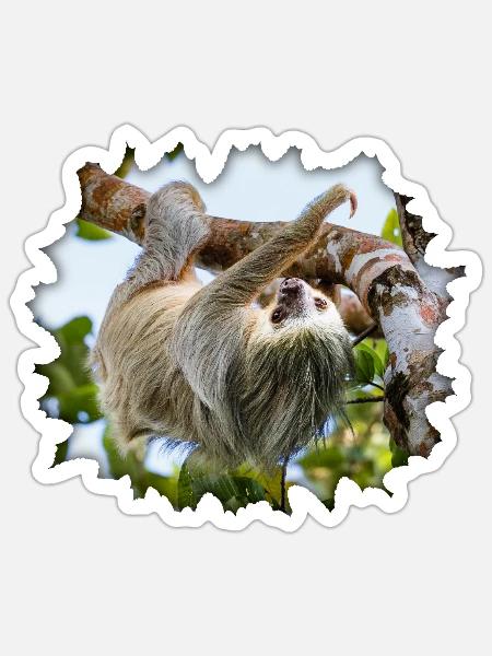 Zweifingerfaultier, das in einem Baum hängt - Sticker Größe S (10 x 10 cm) - Mattweiß