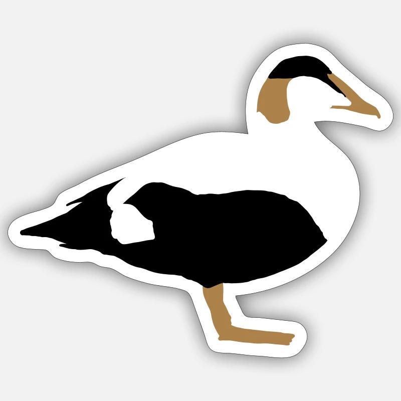 common eider Sticker size S (10 x 10 cm)