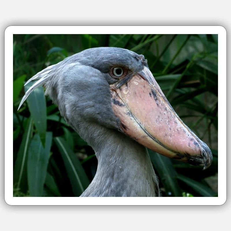 Schuhschnabelstorch - Sticker Größe S (10 x 10 cm) - Mattweiß