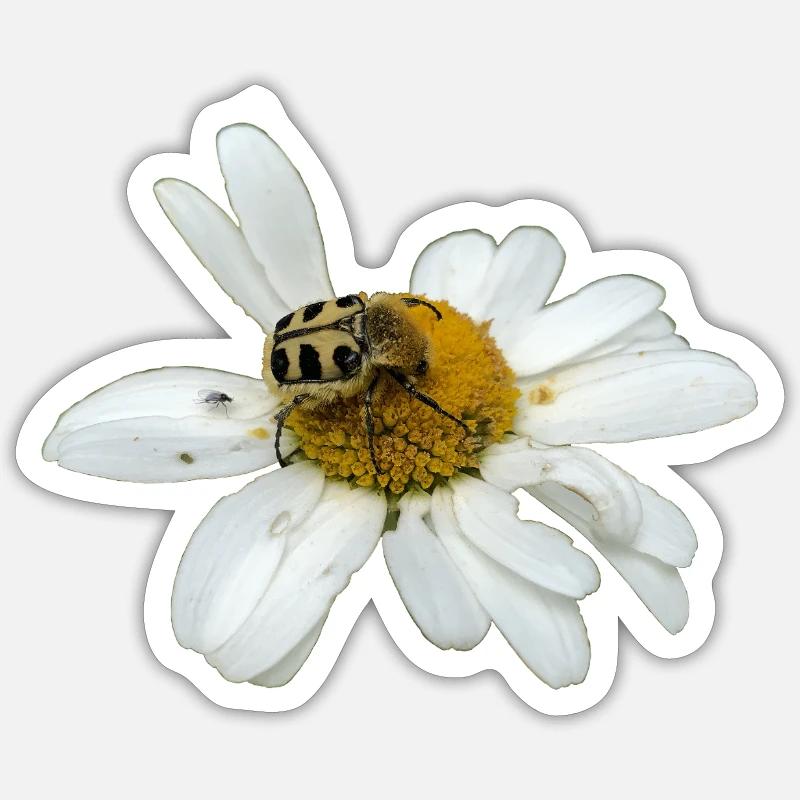 Pinselkäfer - Sticker Größe S (10 x 10 cm) - Mattweiß