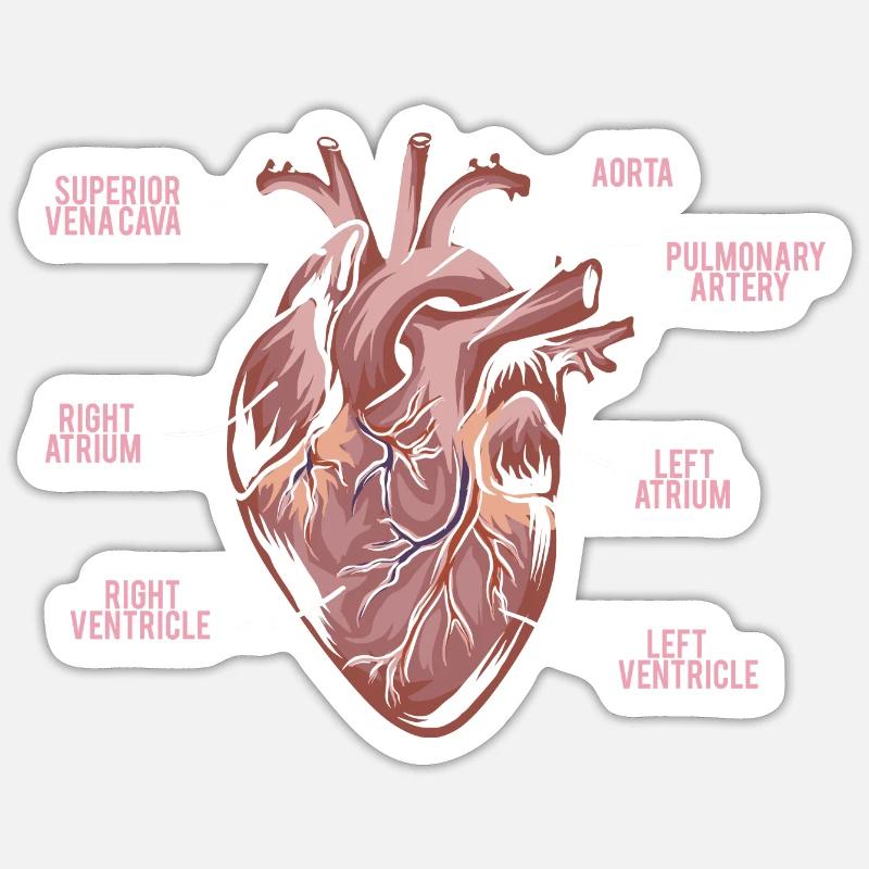 Herz Anatomie - Anatomie eines Herzens Sticker Größe S (10 x 10 cm)