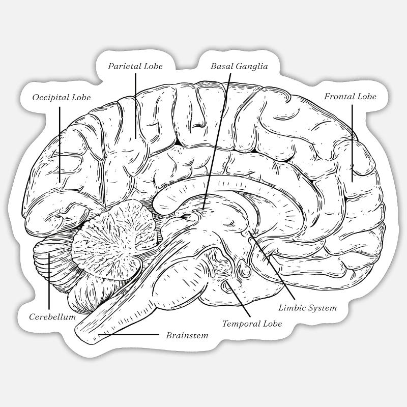 Brain - Sticker size S (10 x 10 cm) - white matte
