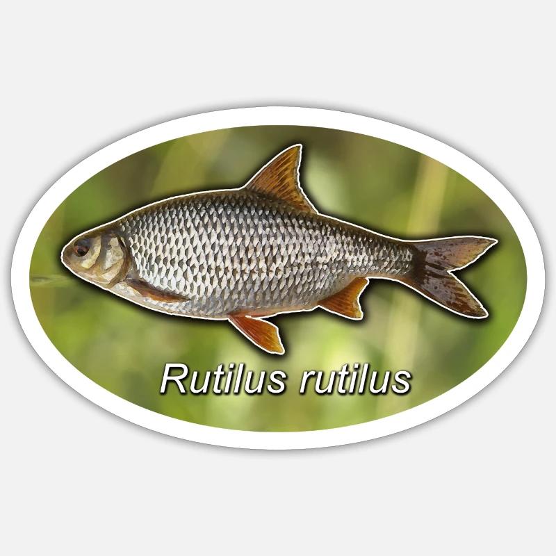Roach with green background Sticker size S (10 x 10 cm)