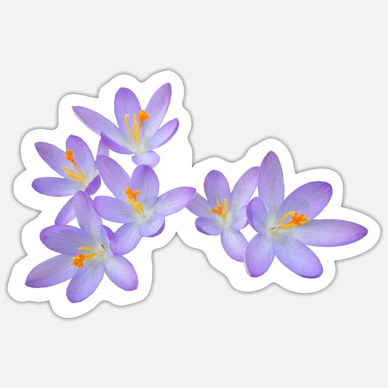 Fleurs de printemps violettes (crocus) - Sticker taille S (10 x 10 cm) - blanc mat
