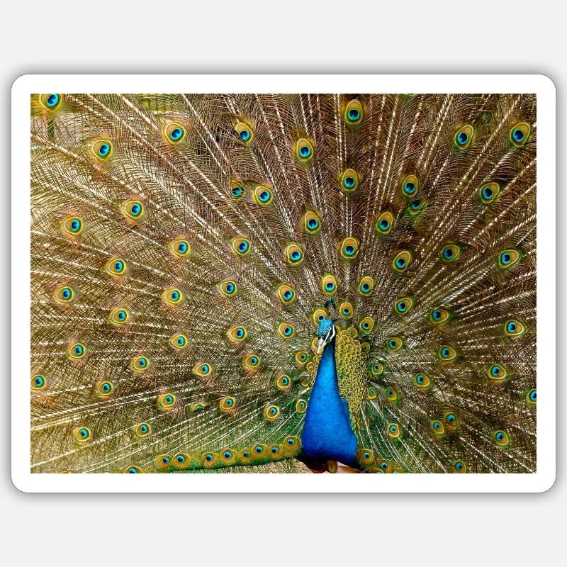 Peacock with feather splendour Sticker size S (10 x 10 cm)