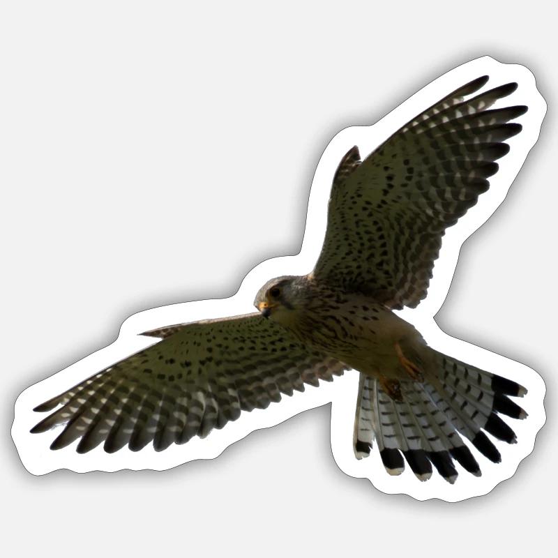 Falcon in flight - Sticker size S (10 x 10 cm) - white matte