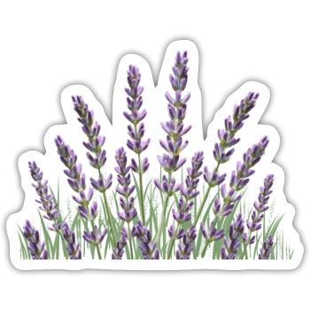 Lavendelhalme Lavendel - Sticker Größe S (10 x 10 cm) - Mattweiß - Vorne