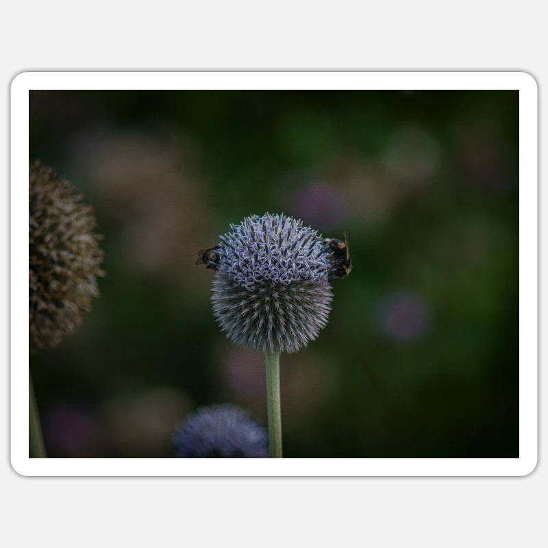 Abeilles sur chardon globe violet - Sticker taille S (10 x 10 cm) - blanc mat