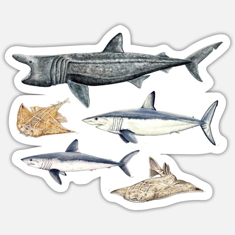 Requins - Requins - Requins Sticker taille S (10 x 10 cm)