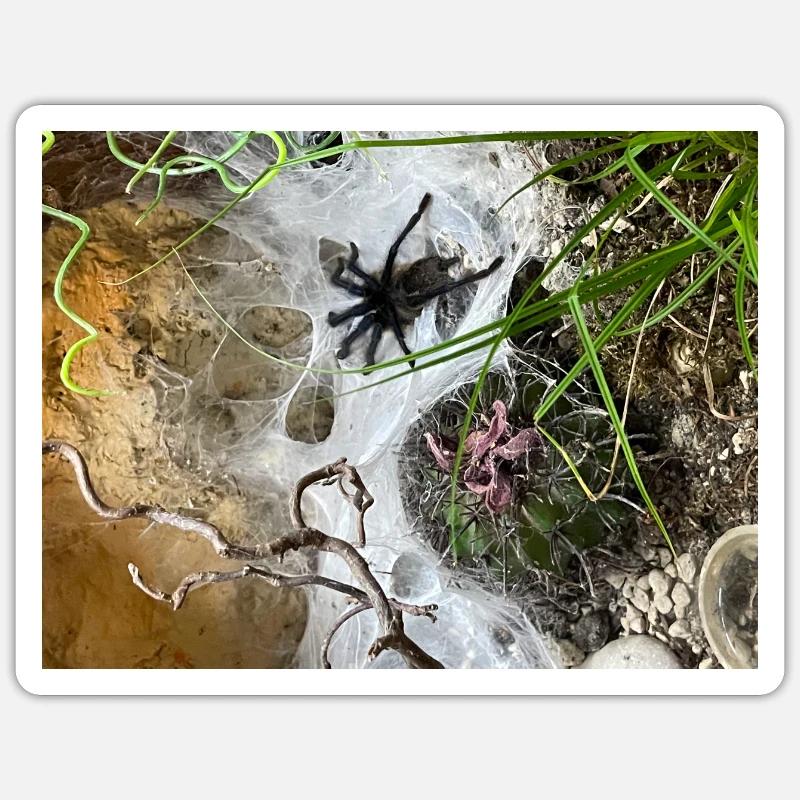 Tarentule sur le web Sticker taille S (10 x 10 cm)