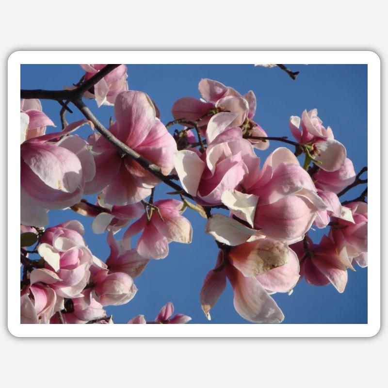 Pink magnolia branches in spring - Sticker size S (10 x 10 cm) - white matte
