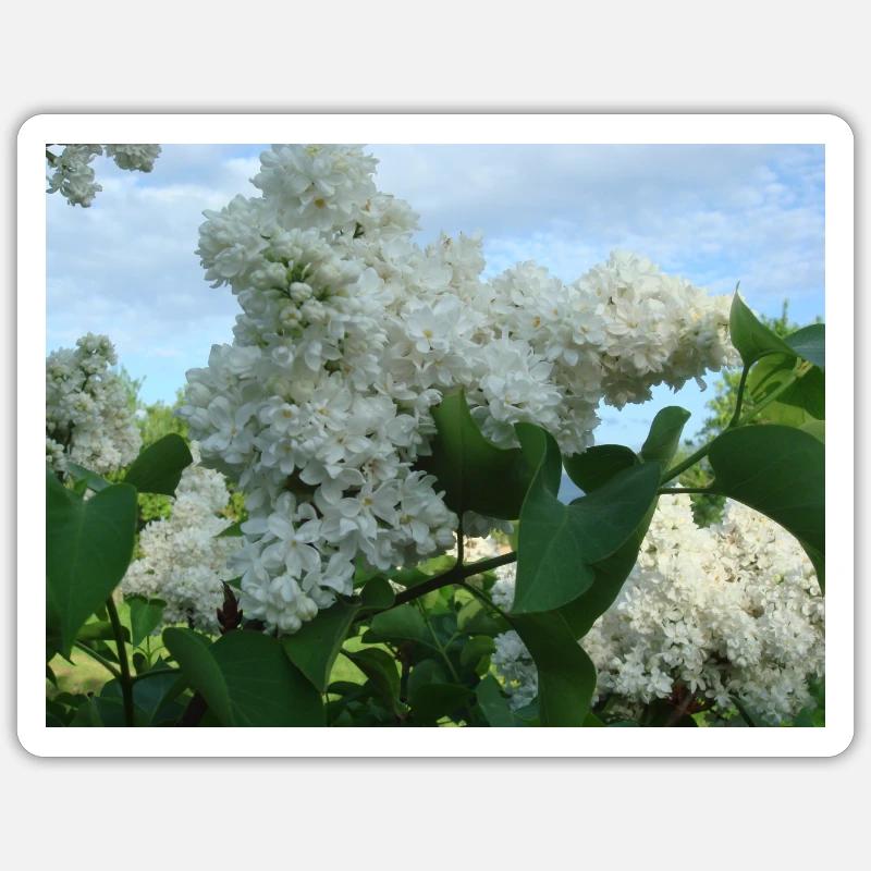 Lilas farci blanc - Sticker taille S (10 x 10 cm) - blanc mat