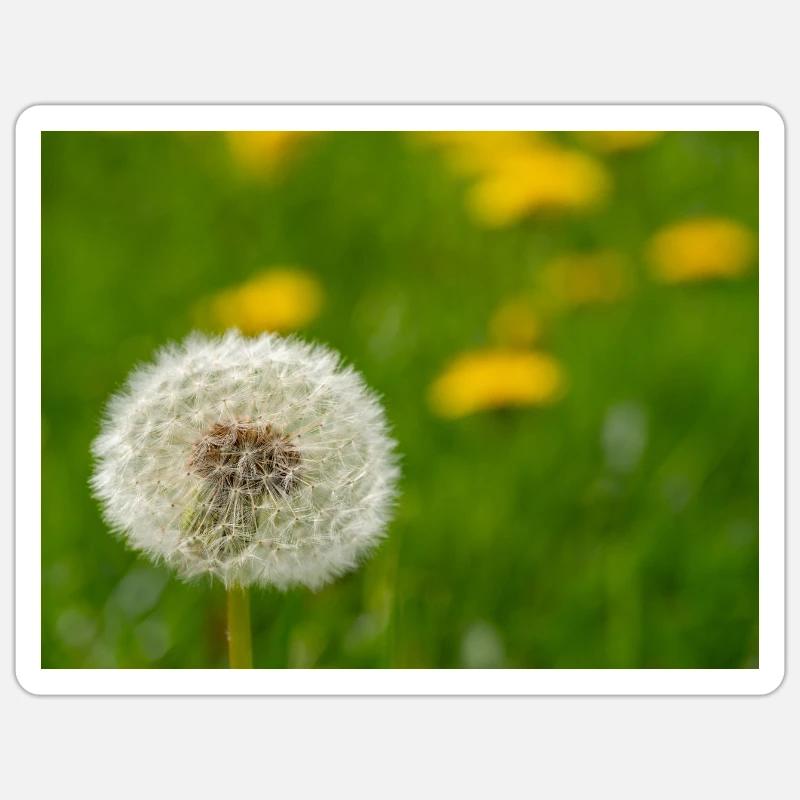 Dandelion Sticker size S (10 x 10 cm)
