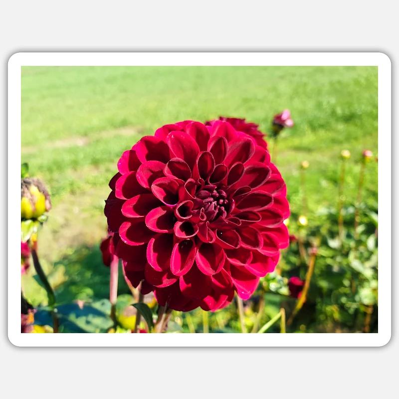 Sticker størrelse S (10 x 10 cm) - 