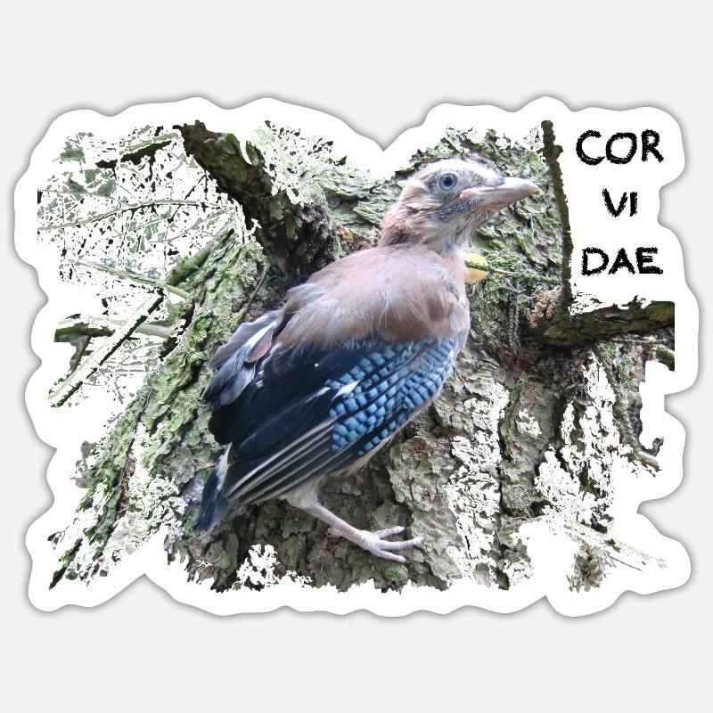Eichelhäher Corvidae Sticker Größe S (10 x 10 cm)