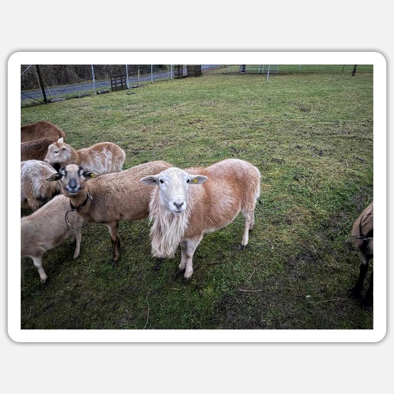 Bocki Sticker taille S (10 x 10 cm)