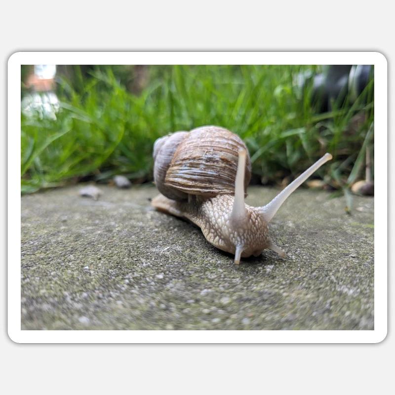 Escargots Macro Natural Design - Sticker taille S (10 x 10 cm) - blanc mat