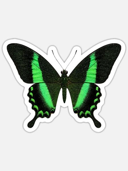 Smaragdschwalbenschwanz Papilio palinurus Schmetterling - Sticker Größe S (10 x 10 cm) - Mattweiß