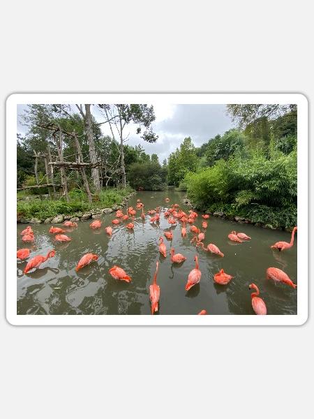 Flamingos im Sumpf - Sticker Größe S (10 x 10 cm) - Mattweiß