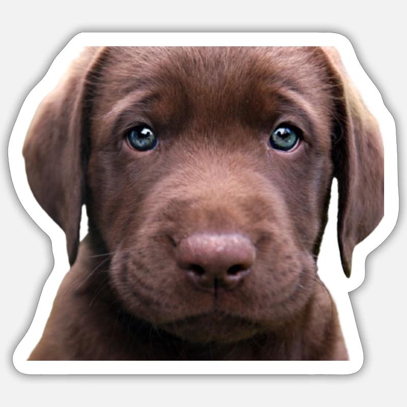 Labrador - Sticker size S (10 x 10 cm) - white matte