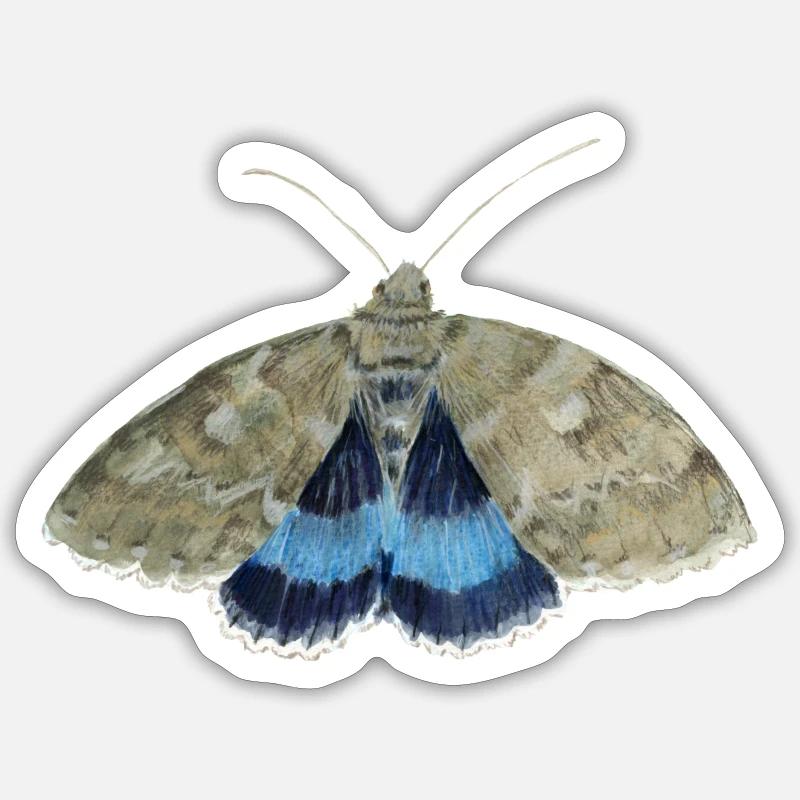 Blue underwing - Sticker size S (10 x 10 cm) - white matte