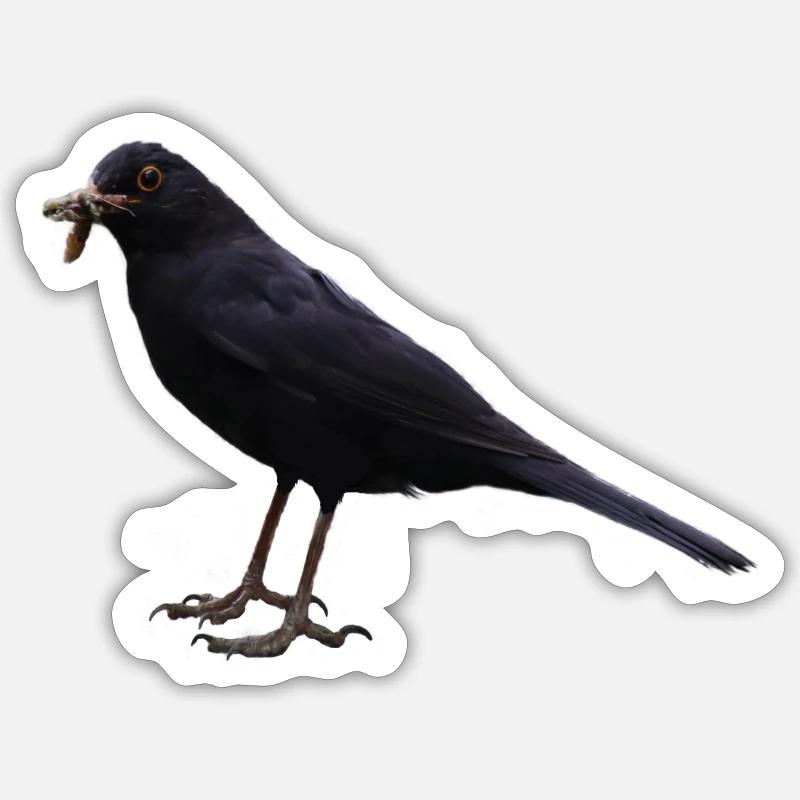 Amsel Vogel schwarzer Vogel - Sticker Größe S (10 x 10 cm) - Mattweiß