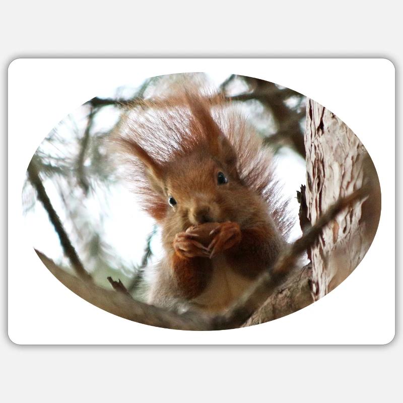 Eichhörnchen, Isibat Sticker Größe S (10 x 10 cm)