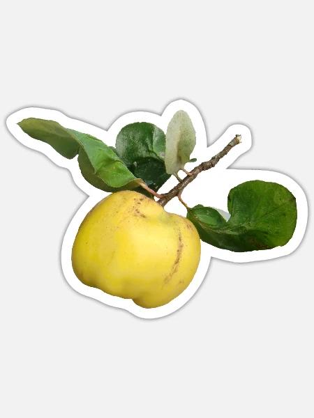 Quitte - Sticker Größe S (10 x 10 cm) - Mattweiß
