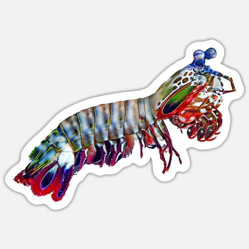 Mantis-Shrimp Sticker Größe S (10 x 10 cm)